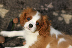 Cavalier King Charles Spaniel Welpe