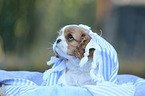 Cavalier King Charles Spaniel Welpe