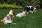 Cavalier King Charles Spaniel