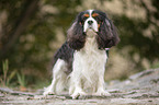 Cavalier King Charles Spaniel