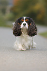 laufender Cavalier King Charles Spaniel