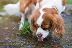 trinkender Cavalier King Charles Spaniel