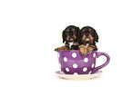 Cavalier King Charles Spaniel Welpen in einer Tasse