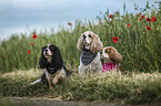 3 Cavalier King Charles Spaniel