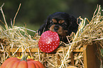 Cavalier King Charles Spaniel Welpe Portrait