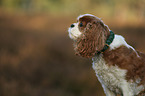 Cavalier King Charles Spaniel