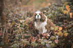 sitzender Cavalier King Charles Spaniel