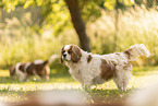 Cavalier King Charles Spaniel Hndin