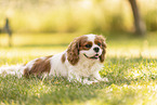 Cavalier King Charles Spaniel Hndin