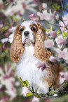 Cavalier King Charles Spaniel