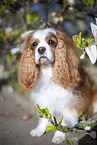 Cavalier King Charles Spaniel