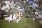 Cavalier King Charles Spaniel