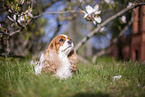 Cavalier King Charles Spaniel