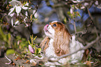 Cavalier King Charles Spaniel