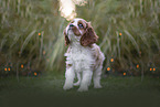 Cavalier King Charles Spaniel Welpe