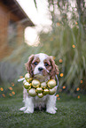 Cavalier King Charles Spaniel Welpe