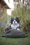 Cavalier King Charles Spaniel Welpe