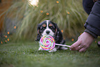 Cavalier King Charles Spaniel Welpe