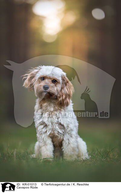 Cavapoo Rde / male Cavapoo / KR-01013