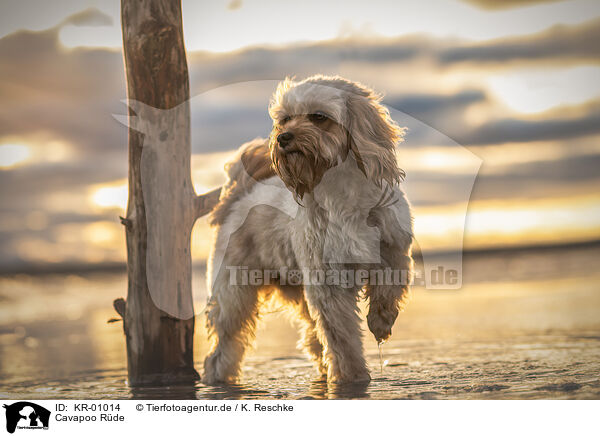 Cavapoo Rde / male Cavapoo / KR-01014