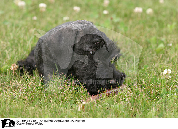 Cesky Terrier Welpe / Cesky Terrier Puppy / RR-07515