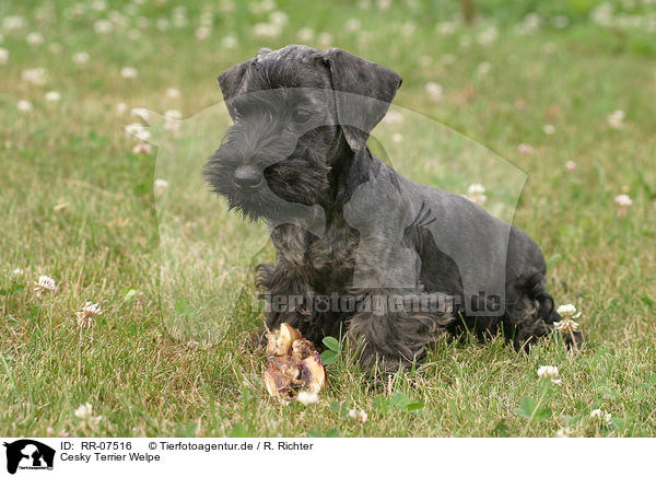 Cesky Terrier Welpe / Cesky Terrier Puppy / RR-07516