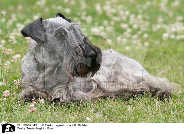 Cesky Terrier liegt im Gras / lying Cesky Terrier / RR-07543