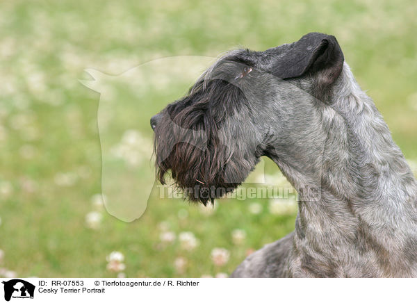 Cesky Terrier Portrait / Cesky Terrier Portrait / RR-07553