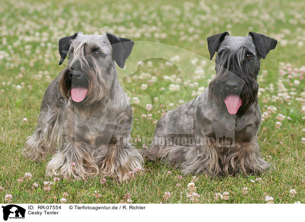 Cesky Terrier / Cesky Terrier / RR-07554