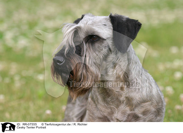 Cesky Terrier Portrait / Cesky Terrier Portrait / RR-07555