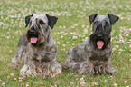 Cesky Terrier