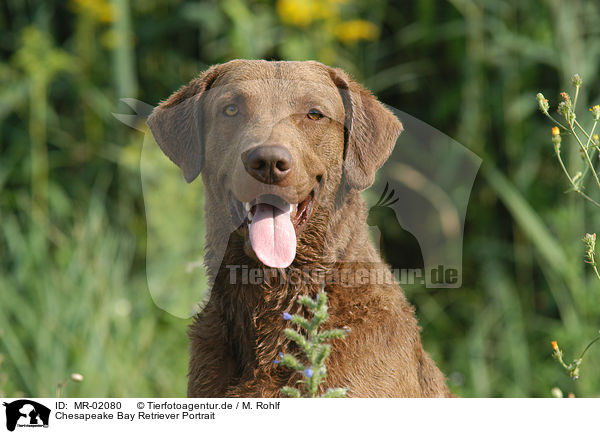 Chesapeake Bay Retriever Portrait / MR-02080