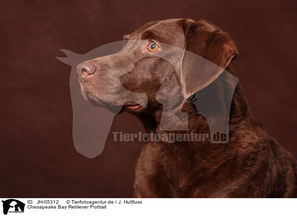 Chesapeake Bay Retriever Portrait / Chesapeake Bay Retriever Portrait / JH-05312