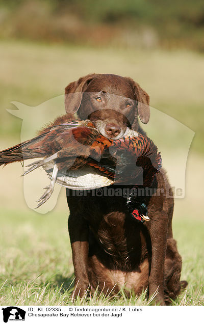 Chesapeake Bay Retriever bei der Jagd / hunting with Chesapeake Bay Retriever / KL-02335