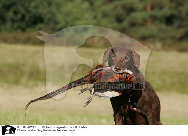 Chesapeake Bay Retriever bei der Jagd / hunting with Chesapeake Bay Retriever / KL-02336