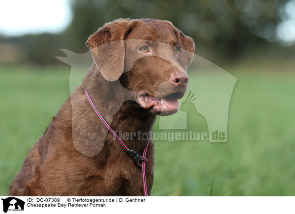 Chesapeake Bay Retriever Portrait / Chesapeake Bay Retriever Portrait / DG-07389