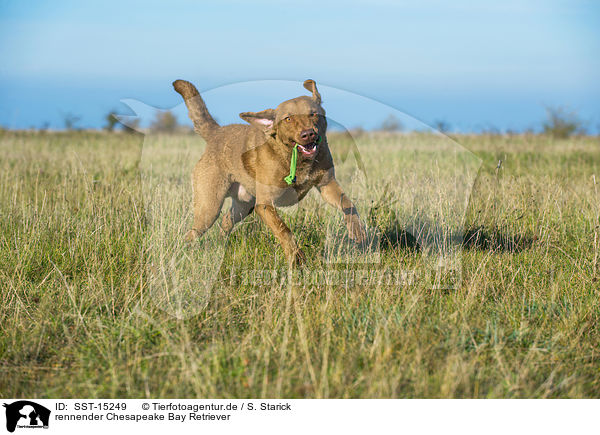 rennender Chesapeake Bay Retriever / running Chesapeake Bay Retriever / SST-15249