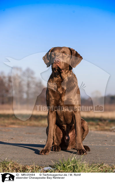 sitzender Chesapeake Bay Retriever / sitting Chesapeake Bay Retriever / MR-05464