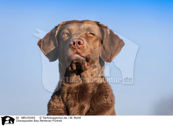 Chesapeake Bay Retriever Portrait / Chesapeake Bay Retriever Portrait / MR-05469