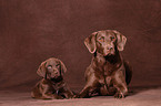 Chesapeake Bay Retriever