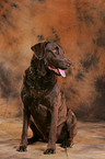 Chesapeake Bay Retriever