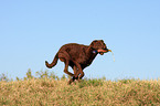 Chesapeake Bay Retriever