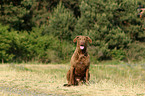 sitzender Chesapeake Bay Retriever