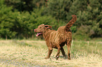 Chesapeake Bay Retriever