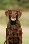 Chesapeake Bay Retriever Portrait