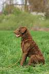 sitzender Chesapeake Bay Retriever