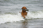 apportierender Chesapeake Bay Retriever