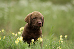 Chesapeake Bay Retriever Welpe