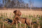 liegender Chesapeake Bay Retriever