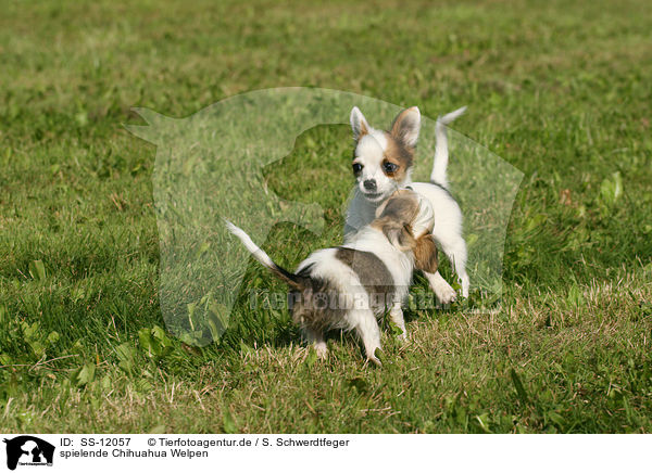 spielende Chihuahua Welpen / playing Chihuahua puppies / SS-12057